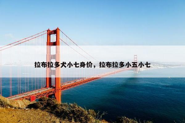 拉布拉多犬小七身价，拉布拉多小五小七