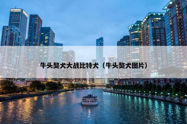 牛头獒犬大战比特犬（牛头獒犬图片）
