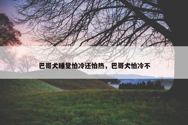 巴哥犬睡觉怕冷还怕热，巴哥犬怕冷不