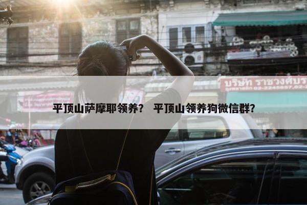平顶山萨摩耶领养？ 平顶山领养狗微信群？