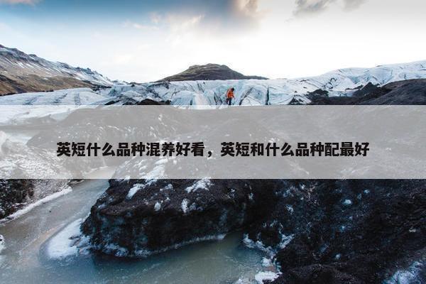 英短什么品种混养好看，英短和什么品种配最好