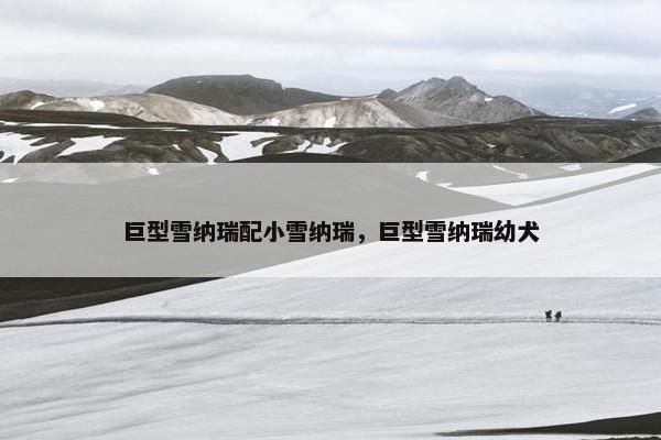 巨型雪纳瑞配小雪纳瑞，巨型雪纳瑞幼犬
