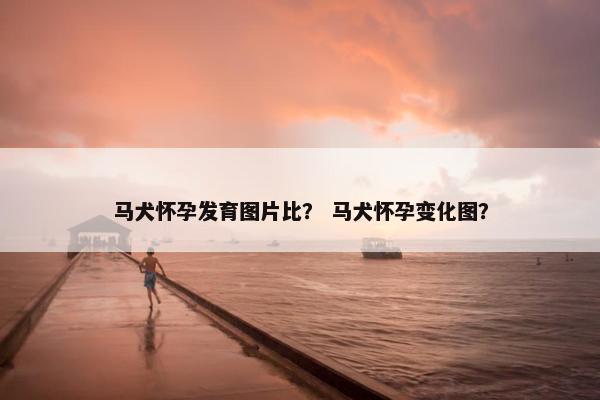 马犬怀孕发育图片比？ 马犬怀孕变化图？