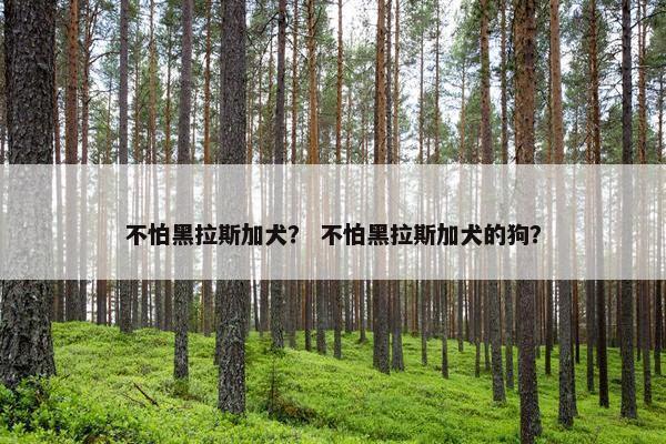 不怕黑拉斯加犬？ 不怕黑拉斯加犬的狗？