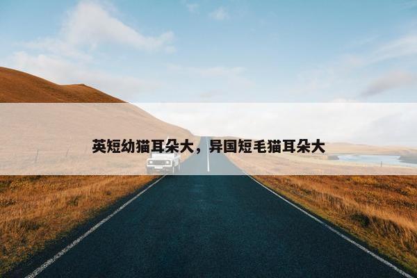 英短幼猫耳朵大，异国短毛猫耳朵大