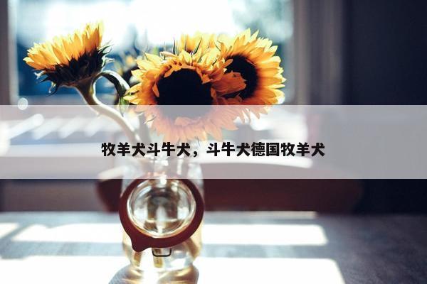 牧羊犬斗牛犬，斗牛犬德国牧羊犬