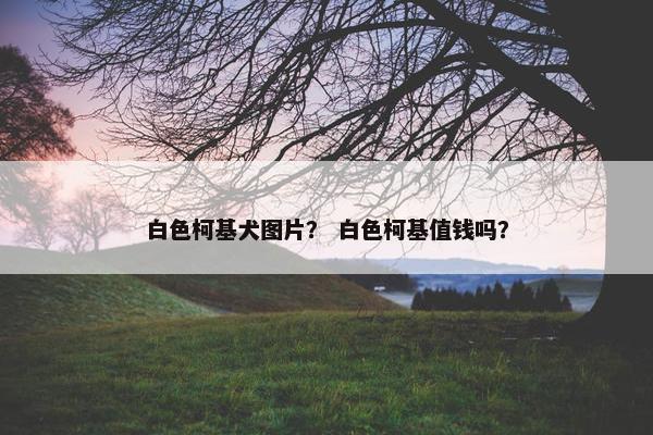 白色柯基犬图片？ 白色柯基值钱吗？