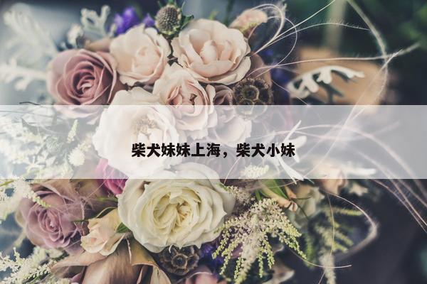 柴犬妹妹上海，柴犬小妹
