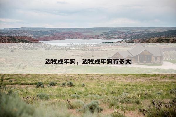 边牧成年狗，边牧成年狗有多大