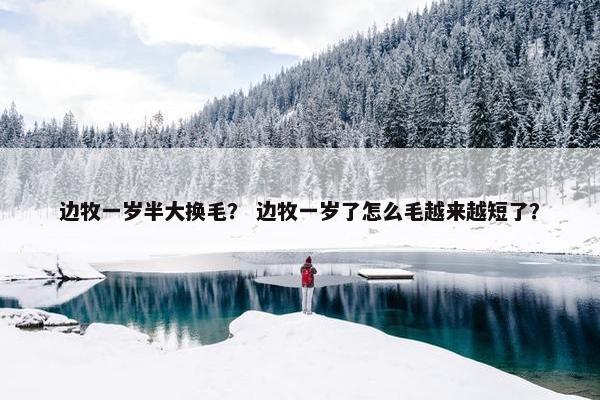 边牧一岁半大换毛？ 边牧一岁了怎么毛越来越短了？