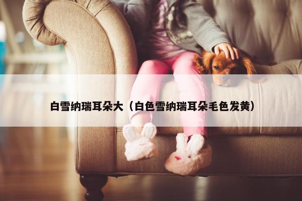白雪纳瑞耳朵大（白色雪纳瑞耳朵毛色发黄）