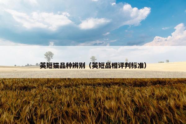 英短猫品种辨别（英短品相评判标准）