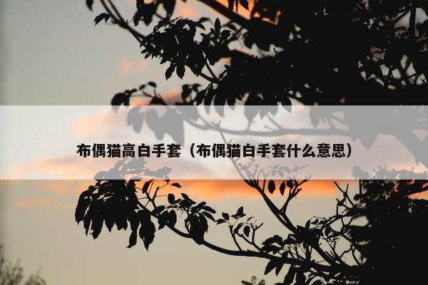 布偶猫高白手套（布偶猫白手套什么意思）