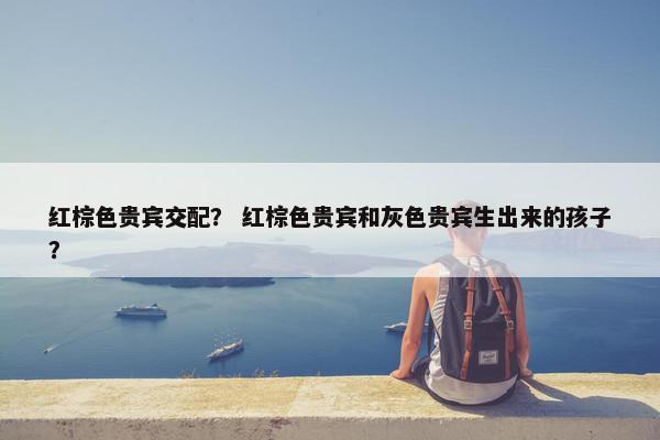 红棕色贵宾交配？ 红棕色贵宾和灰色贵宾生出来的孩子？