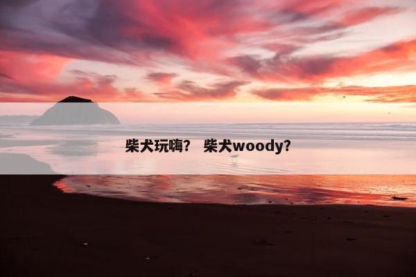 柴犬玩嗨？ 柴犬woody？