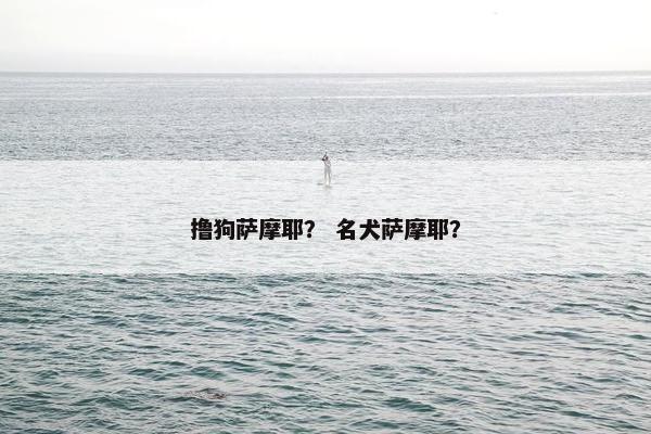 撸狗萨摩耶？ 名犬萨摩耶？