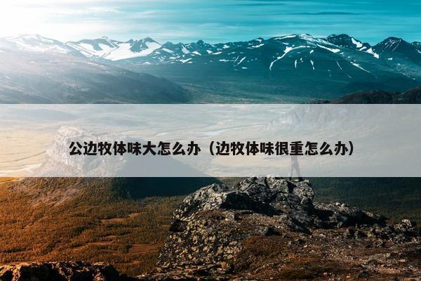公边牧体味大怎么办（边牧体味很重怎么办）