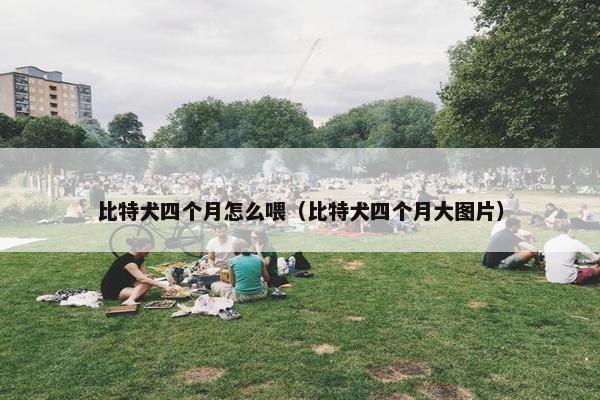 比特犬四个月怎么喂（比特犬四个月大图片）