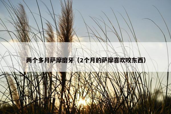 两个多月萨摩磨牙（2个月的萨摩喜欢咬东西）