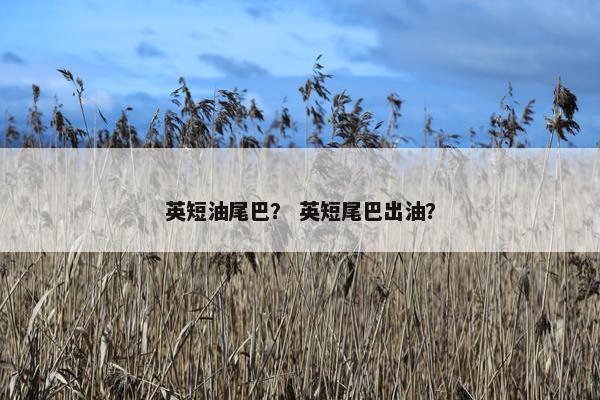 英短油尾巴？ 英短尾巴出油？