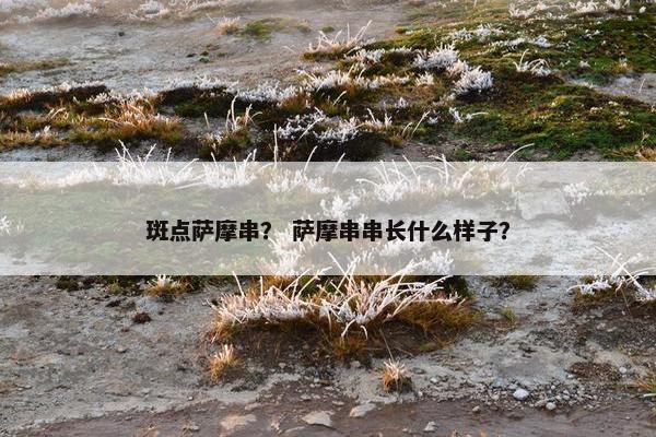 斑点萨摩串？ 萨摩串串长什么样子？