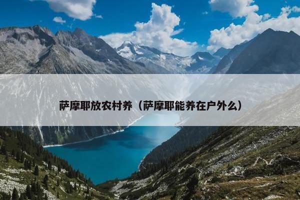 萨摩耶放农村养（萨摩耶能养在户外么）