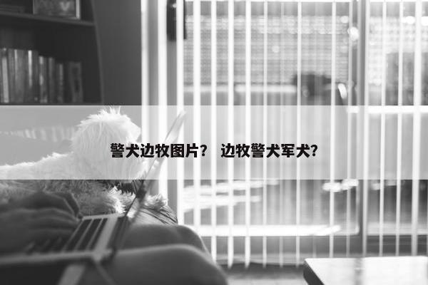 警犬边牧图片？ 边牧警犬军犬？