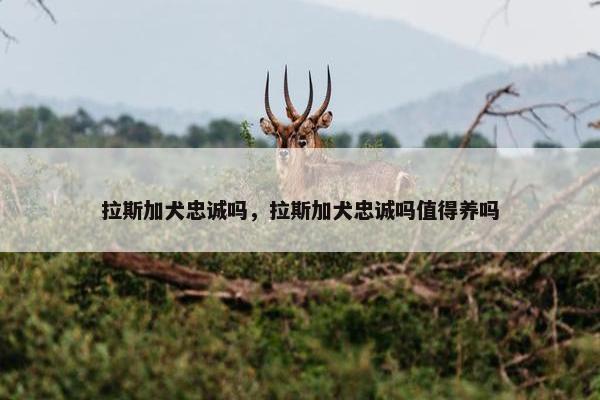 拉斯加犬忠诚吗，拉斯加犬忠诚吗值得养吗