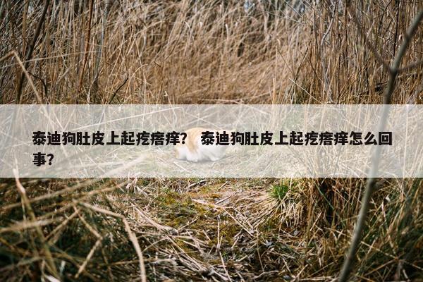 泰迪狗肚皮上起疙瘩痒？ 泰迪狗肚皮上起疙瘩痒怎么回事？