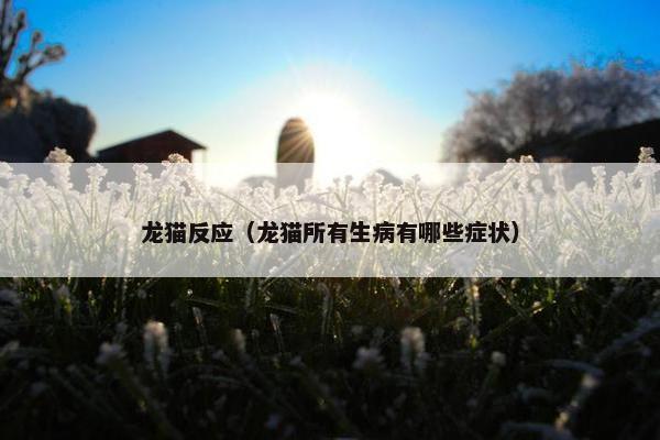 龙猫反应（龙猫所有生病有哪些症状）