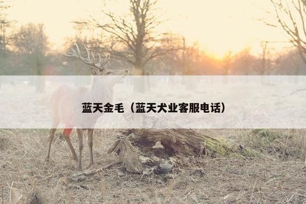 蓝天金毛（蓝天犬业客服电话）