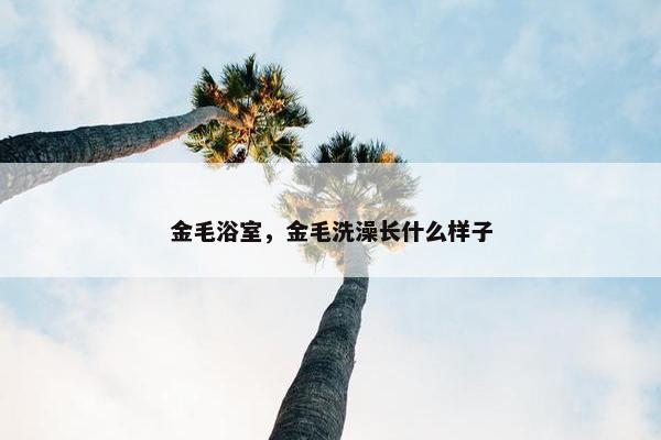 金毛浴室，金毛洗澡长什么样子