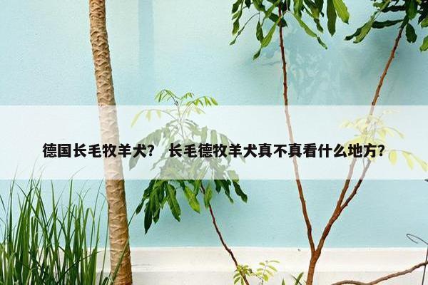 德国长毛牧羊犬？ 长毛德牧羊犬真不真看什么地方？