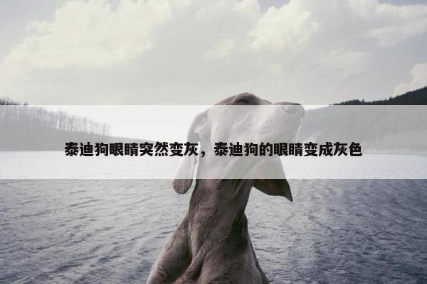 泰迪狗眼睛突然变灰，泰迪狗的眼睛变成灰色