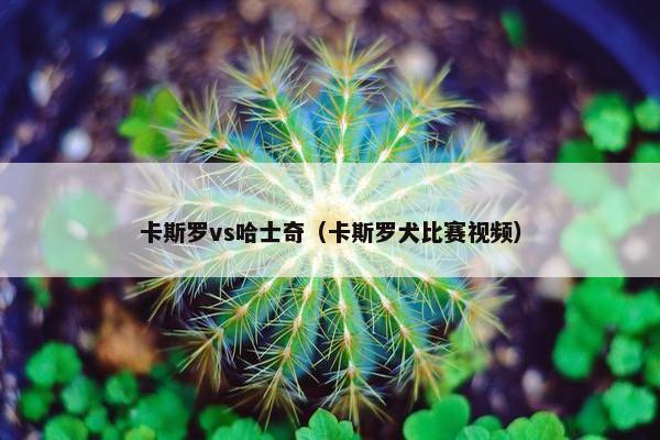 卡斯罗vs哈士奇（卡斯罗犬比赛视频）