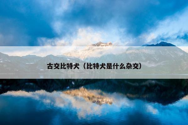 古交比特犬（比特犬是什么杂交）