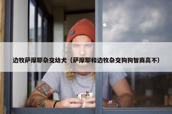边牧萨摩耶杂交幼犬（萨摩耶和边牧杂交狗狗智商高不）