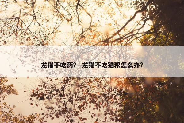 龙猫不吃药？ 龙猫不吃猫粮怎么办？