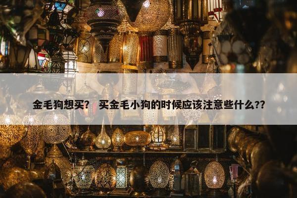 金毛狗想买？ 买金毛小狗的时候应该注意些什么?？