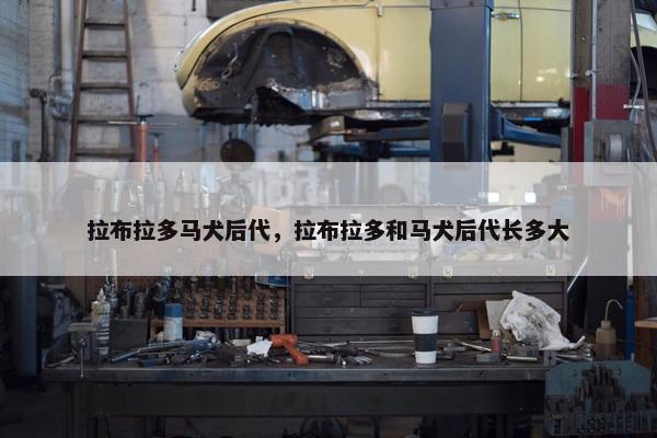 拉布拉多马犬后代，拉布拉多和马犬后代长多大