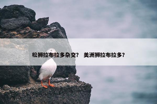 松狮拉布拉多杂交？ 美洲狮拉布拉多？
