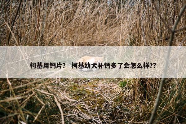 柯基用钙片？ 柯基幼犬补钙多了会怎么样?？
