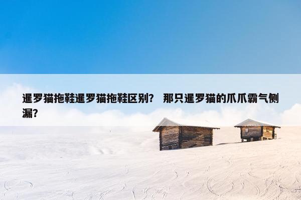 暹罗猫拖鞋暹罗猫拖鞋区别？ 那只暹罗猫的爪爪霸气侧漏？