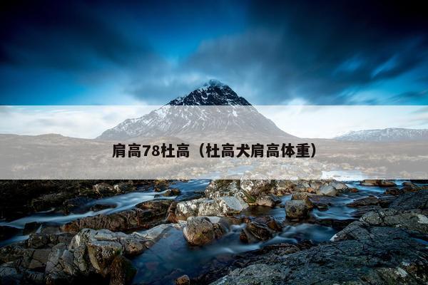 肩高78杜高（杜高犬肩高体重）