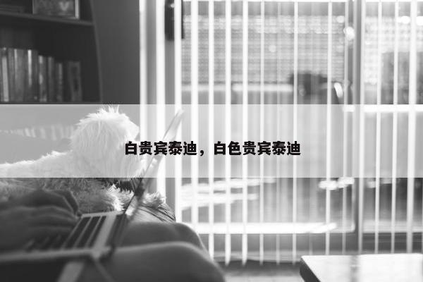白贵宾泰迪，白色贵宾泰迪