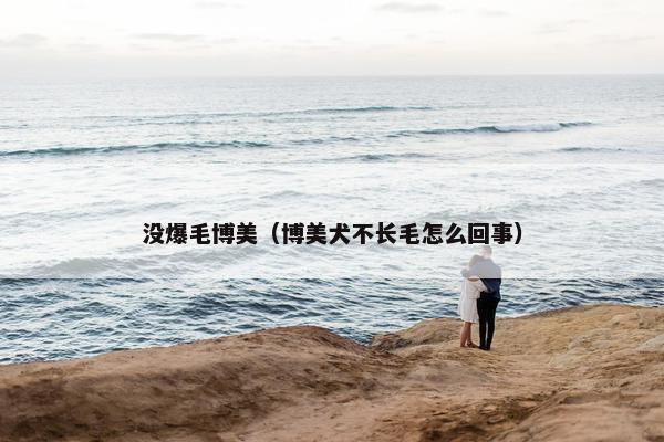 没爆毛博美（博美犬不长毛怎么回事）