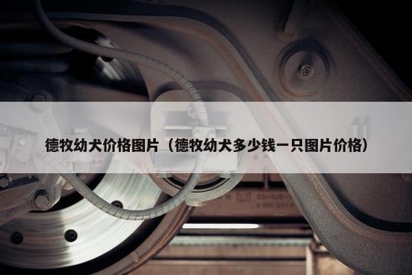 德牧幼犬价格图片（德牧幼犬多少钱一只图片价格）