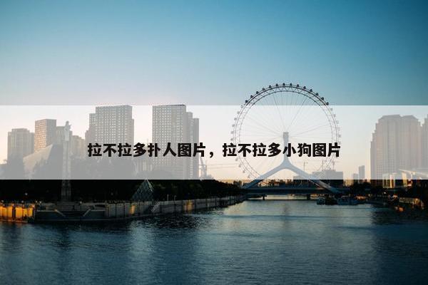 拉不拉多扑人图片，拉不拉多小狗图片