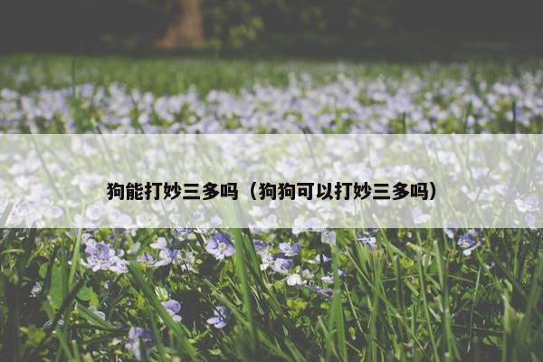 狗能打妙三多吗（狗狗可以打妙三多吗）