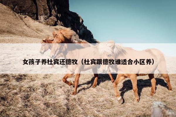 女孩子养杜宾还德牧（杜宾跟德牧谁适合小区养）